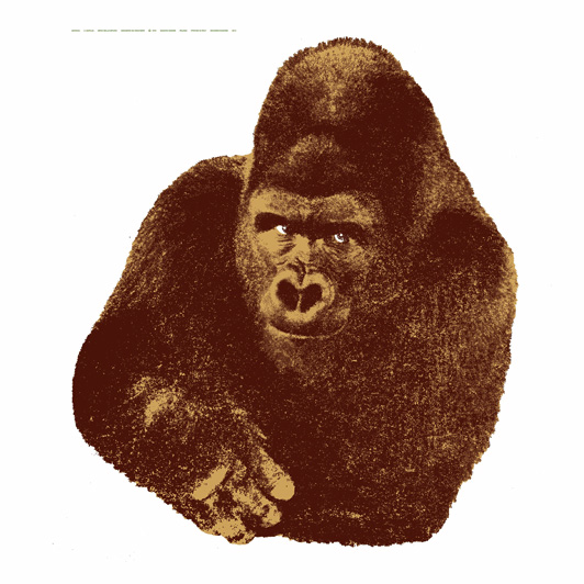 s1429_gorilla01